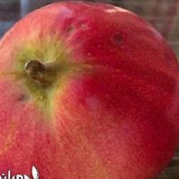 ارائه نهال به قرمز گلدانی|خدمات باغبانی و درختکاری|بندر ترکمن, |دیوار