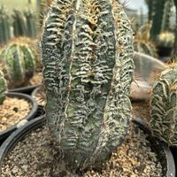 کاکتوس کلکسیونی Cactus|گل و گیاه طبیعی|تهران, آذری|دیوار