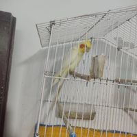 عروس هلندی نر|پرنده|کنارک, |دیوار