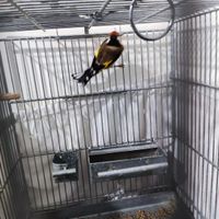سهره ماده|پرنده|تهران, جی|دیوار