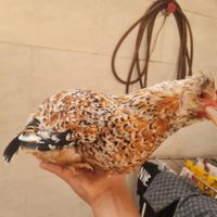 مرغ گلین|پرنده|حمیدیه, |دیوار
