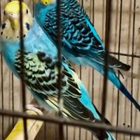 مرغ عشق ریمبو رنگین‌کمانی|پرنده|تهران, پاسداران|دیوار
