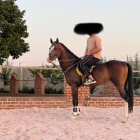 اسب|اسب و تجهیزات اسب‌سواری|تهران, ونک|دیوار