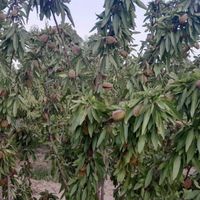 ویلا باغ|فروش خانه و ویلا|اصفهان, ناژوان|دیوار