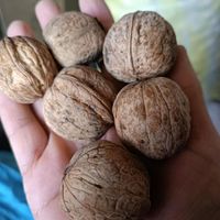 گردو|خوردنی و آشامیدنی|شیراز, شهرک گلها|دیوار