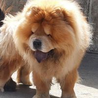 چاوچاوchowchow|سگ|تهران, شهرک شهید باقری|دیوار
