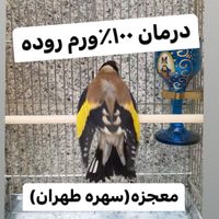 سهره قناری گلدین کبوتر کاسکو|پرنده|تهران, آبشار|دیوار