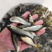 فروش انواع بچه ماهی چهار گونه|ماهی|رشت, سلیمانداراب|دیوار