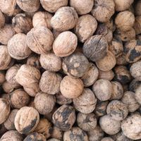 گردو|خوردنی و آشامیدنی|شیراز, شهرک گلها|دیوار