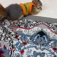 خرگوش لباس و زنجیر قلاده هم داره|موش و خرگوش|کرج, ساسانی|دیوار