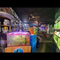 اکواریوم  ماهی  اب شور  شیرین  ابشور دیسکس گوپی|ماهی|شیراز, زند|دیوار