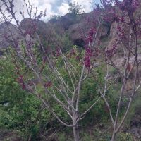 زمین-جوانی-جمعیت