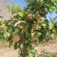 باغ-فروشی-دربند-شازند