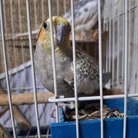 عروس هلندی‌مو دزدیدن|حیوانات|تهران, جوادیه|دیوار