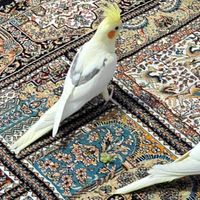 عروس هلندی نر دو کت پروانه|پرنده|تهران, تجریش|دیوار