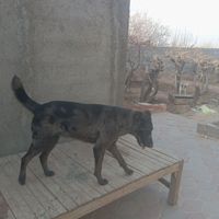 سگ دو رگه|سگ|شاهرود, |دیوار