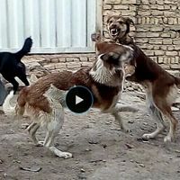 سگ نگهبان و شکاری|سگ|تهران, مشیریه|دیوار