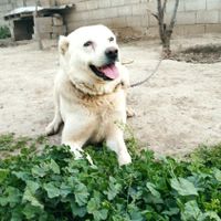 سگ نهبان|سگ|گنبد کاووس, |دیوار