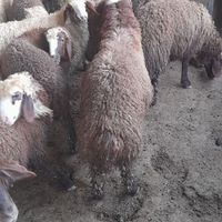 گوسفندکاورنروماده گوسفندبره گوسفند|حیوانات مزرعه|کرمانشاه, |دیوار