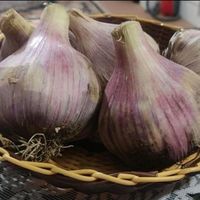 سیر قرمز ارگانیک شهرستان بشاگرد|خوردنی و آشامیدنی|تهران, اقدسیه|دیوار