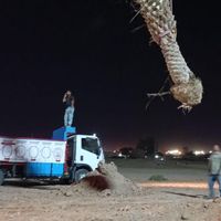 شرکت تخصصی کاشت نخل بزرگ|خدمات باغبانی و درختکاری|تهران, آرژانتین|دیوار