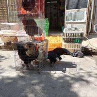 مرغ و خروس سیاه و سفید جهت قربانی سراسرشهر|حیوانات مزرعه|مشهد, عامل|دیوار