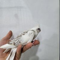 پرورشگاه عروس هلندی سرلاکی سخنگو رام ودستی|پرنده|تهران, ده‌ونک|دیوار