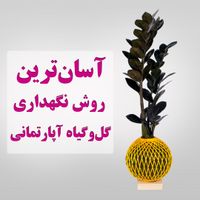 گل خزه با گیاه فیلدندرون پرتقالی|گل و گیاه طبیعی|تهران, باغ فردوس|دیوار