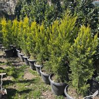 گیاهان زینتی فضای باز برای باغ ، ویلا و حیاط|گل و گیاه طبیعی|تهران, هروی|دیوار