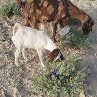 بز با جفت کهر نر و ماده|حیوانات مزرعه|زابل, |دیوار