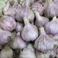 سیر قرمز ارگانیک شهرستان بشاگرد|خوردنی و آشامیدنی|تهران, اقدسیه|دیوار