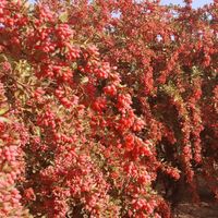 زعفران وزرشک اصل قائنات|خوردنی و آشامیدنی|تهران, آسمان|دیوار