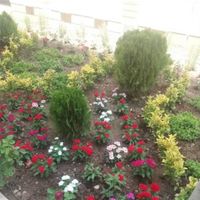 فروش گل خدمات کاشت گل باغبانی|خدمات باغبانی و درختکاری|تهران, نواب|دیوار