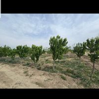 باغچه پروژه سرو احمدآباد بهمن آباد مجموعه سرو|فروش زمین و ملک کلنگی|تهران, خلیج فارس|دیوار