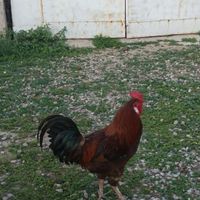 فروشی|حیوانات مزرعه|گنبد کاووس, |دیوار