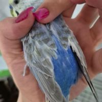 مرغ عشق نر رنگین کمانی|پرنده|تهران, شهرک تختی|دیوار