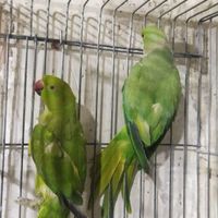 طوطی ملنگو|پرنده|شاهرود, |دیوار