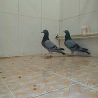 فروش کبوترمسافتی.پلاکی المانی نسلدارمولدوجوجه|پرنده|مشهد, امام رضا|دیوار