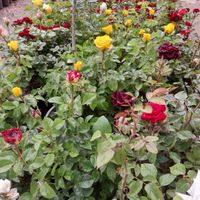 نهال فروشی وگل فروشی تختی|خدمات باغبانی و درختکاری|اردبیل, |دیوار