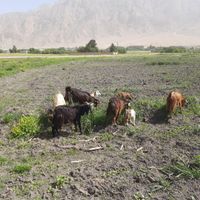 بز گوسفند گاو میش گوساله|حیوانات مزرعه|کرمانشاه, |دیوار