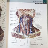 اطلس آناتومی نتر ویرایش ۸ صفحه روغنی|کتاب و مجله آموزشی|تهران, کوی فردوس|دیوار