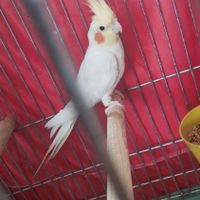 عروس هلندی نر|پرنده|ابهر, |دیوار
