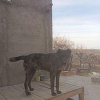 سگ دو رگه|سگ|شاهرود, |دیوار
