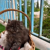 پرشین کت|گربه|تهران, الهیه|دیوار