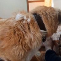 سگ نگهبان ۶ماه|سگ|ازنا, |دیوار