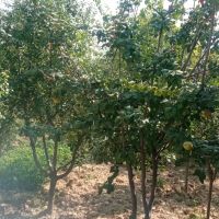 منزل-ویلایی-با-درخت-میوه