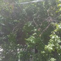 برخواجه عبداله،۲۴۰مترزمین،۲۱ متر مغازه ،|فروش زمین و ملک کلنگی|تهران, سیدخندان|دیوار