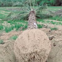 پالم نخل.فنیکس.پالم بادبزنی.باغ.زمین ویلا|خدمات باغبانی و درختکاری|تهران, میرداماد|دیوار