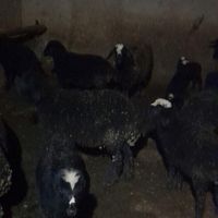 دوعدد گوسفند ماده یک عددبره|حیوانات مزرعه|قزوین, |دیوار