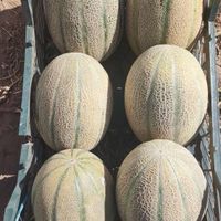 خریدار تره‌بار سردرختی زردآلو گیلاس میوه گوجه خیار|خدمات باغبانی و درختکاری|تهران, شهرک شریعتی|دیوار